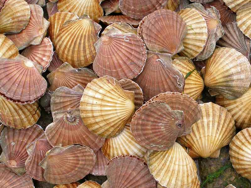 Image: Pecten maximus shells.