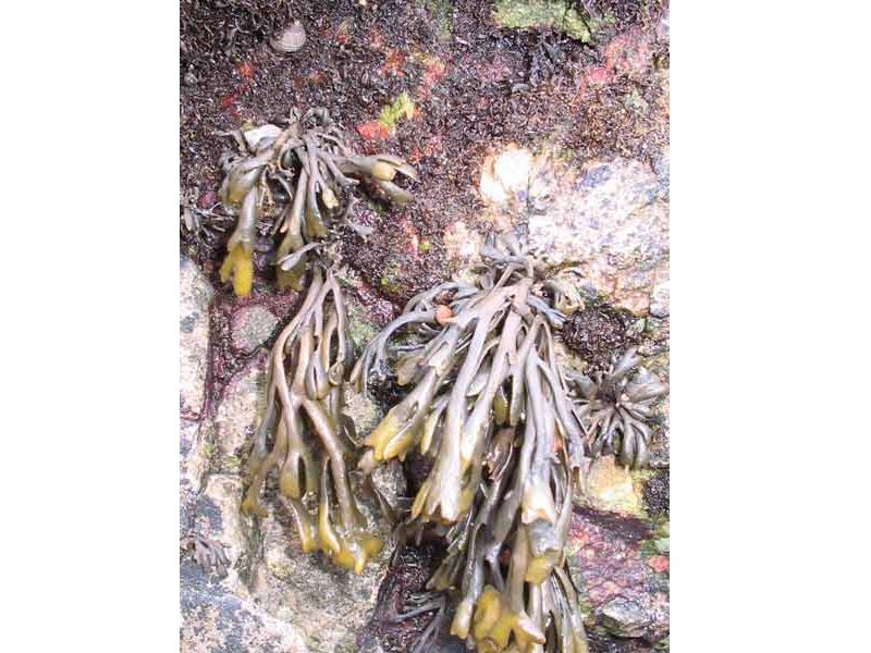 Modal: Small <i>Pelvetia canaliculata</i> attached to an intertidal boulder.