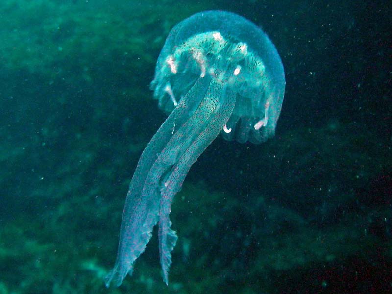 Image: The jellyfish Pelagia noctiluca.