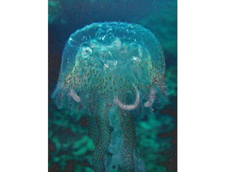 Image: Close up view of the jellyfish Pelagia noctiluca.