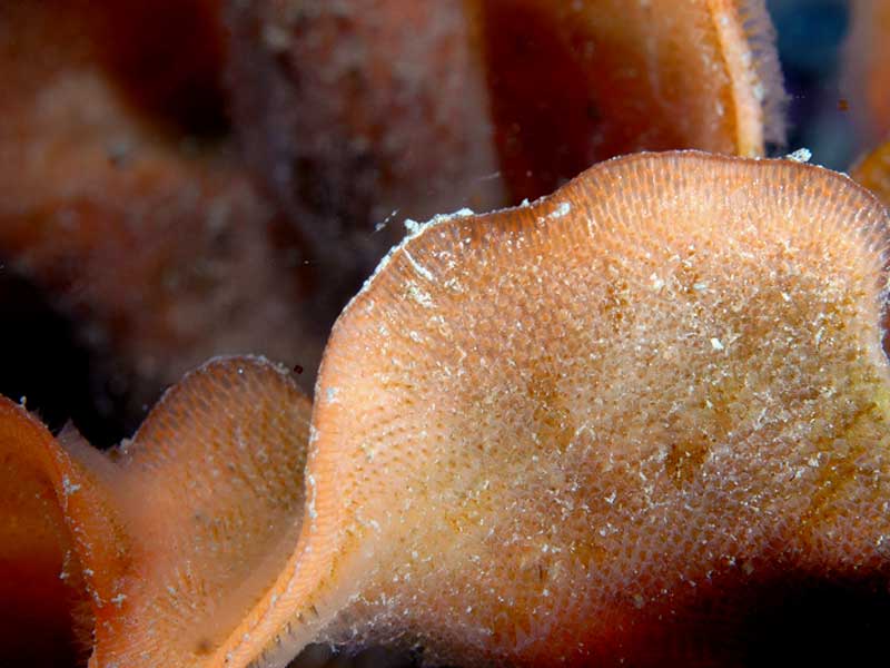 Modal: Close up of <i>Pentapora fascialis</i> on the Mewstone, Plymouth.