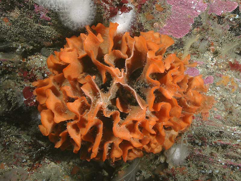 Pentapora fascialis with tips at the middle of the colony sloughed off, on the Mewstone, Plymouth.