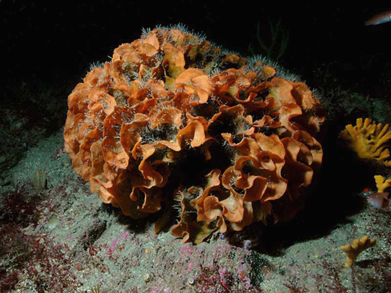 Image: Pentapora fascialis colony at the Mewstone, Plymouth.