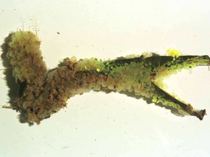 Image: Whole colony of Perophora japonica on fucoid alga.