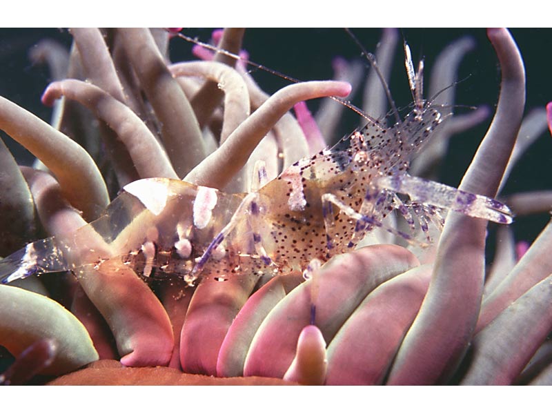 [persag]: <i>Periclimenes sagittifer</i> amongst the tentacles of <i>Anemonia viridis</i> in the Channel Isles.