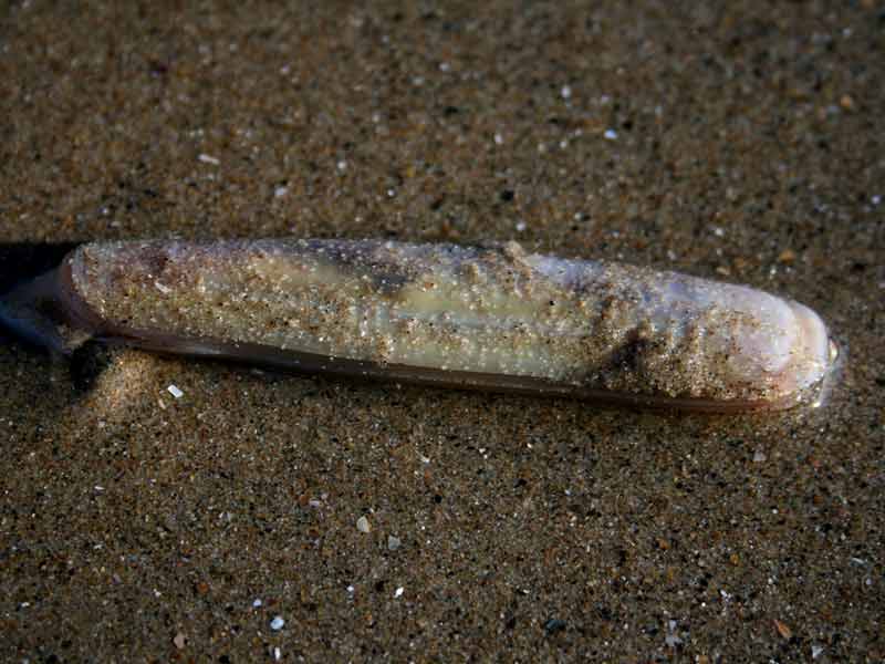 Modal: <i>Phaxas pellucidus</i> lying on top of a sandy shore.