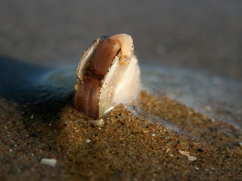 Modal: Tip of <i>Phaxas pellucidus</i> showing out of its burrow.