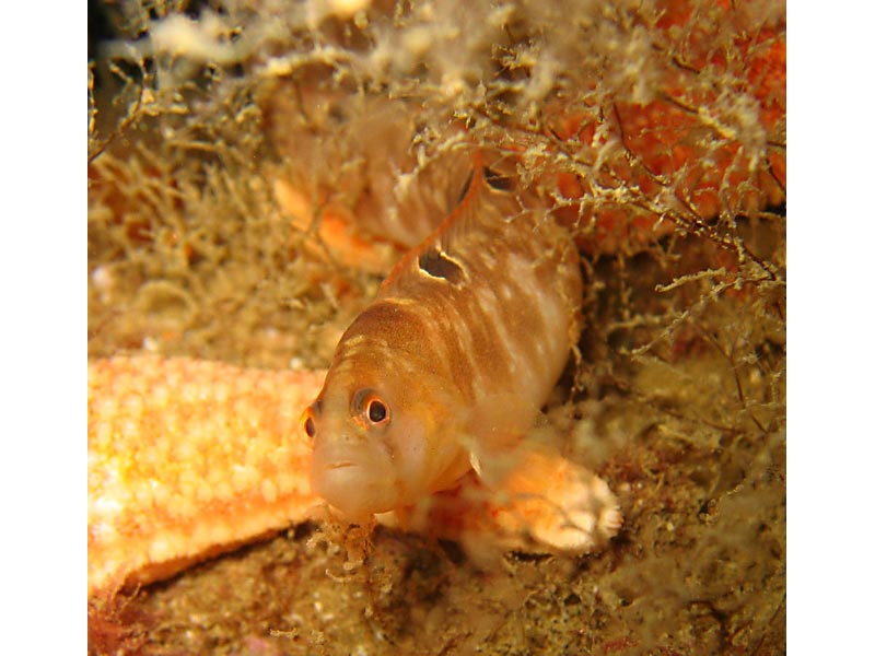 Pholis gunnellus at Scapa Flow, Orkneys.