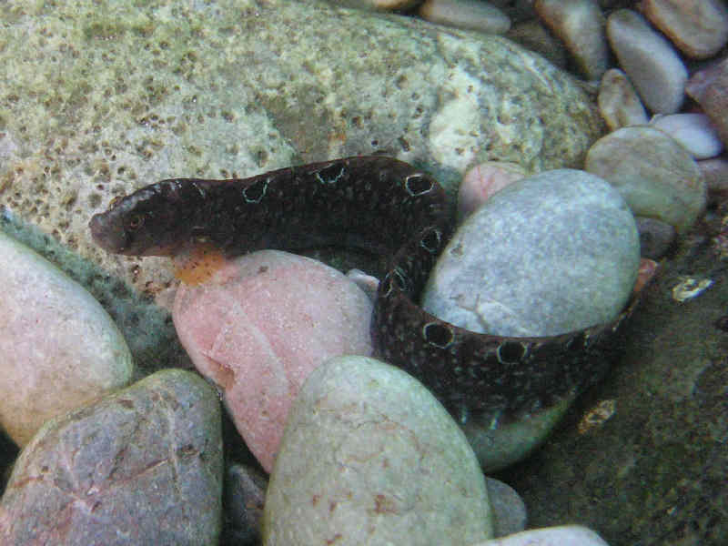 The butterfish Pholis gunnellus.