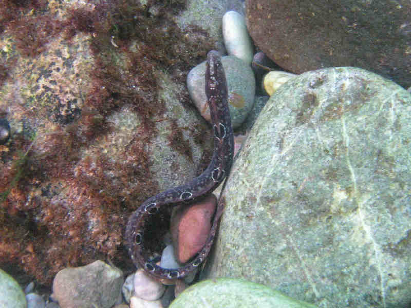 Dorsal view of Pholis gunnellus.