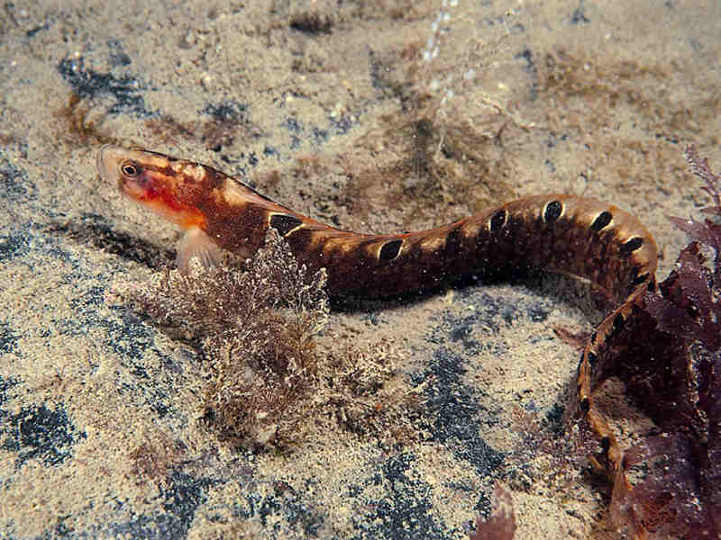 Pholis gunnellus.