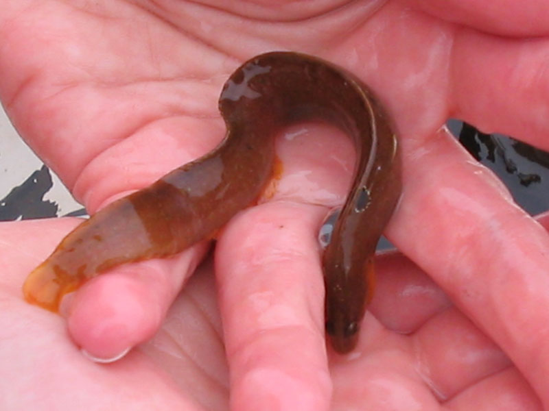 Modal: <i>Pholis gunnellus</i> in someone's hands.