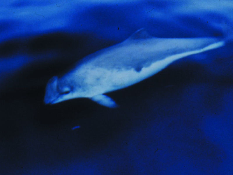 Modal: <i>Phocoena phocoena</i>, the harbour porpoise.