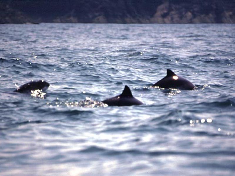 Group of Phocoena phocoena.