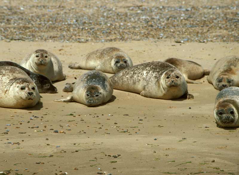 Modal: Harbour seals on a sand bank.