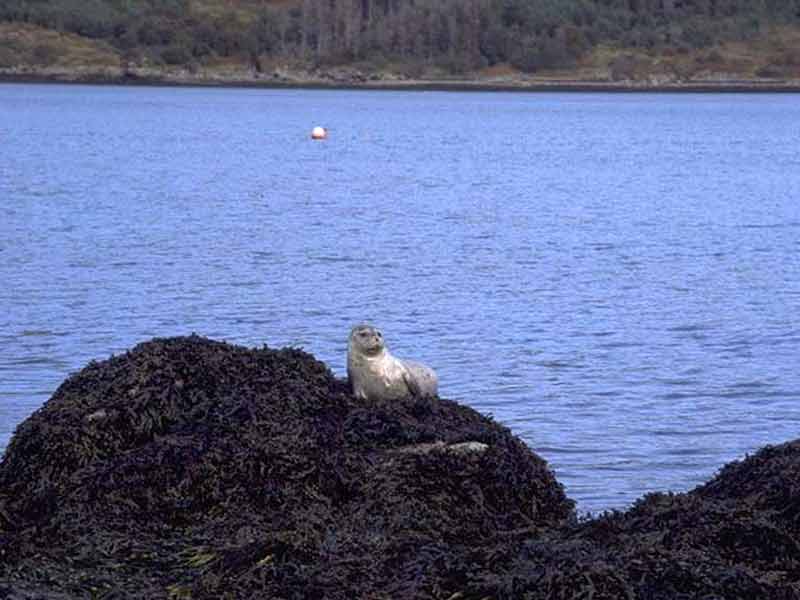 [phovit3]: Common seal on rock.