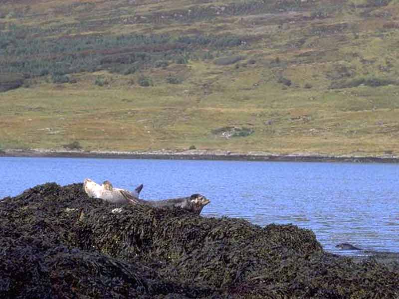 Two common seals sitting on rocks.