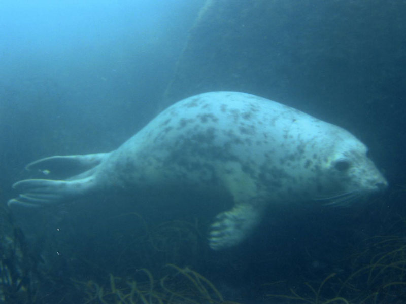 Phoca vitulina swimming underwater.