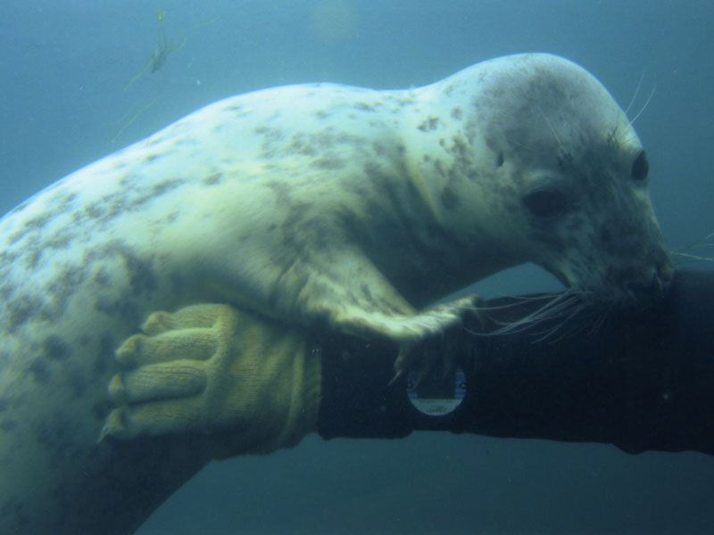 Image: Phoca vitulina playing with a diver's arm.