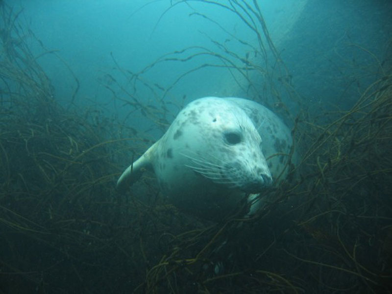 Phoca vitulina swimming towards the camera.