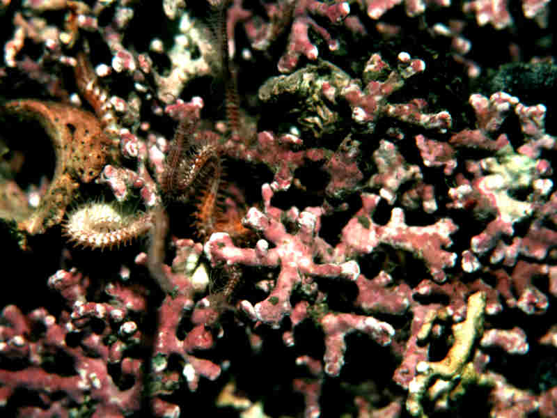 Phymatolithon calcareum forming a maerl bed.