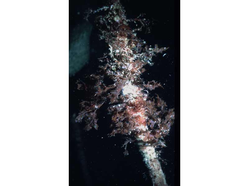 [phyrub]: <i>Phycodrys rubens</i> on a kelp stipe at 10 m depth.