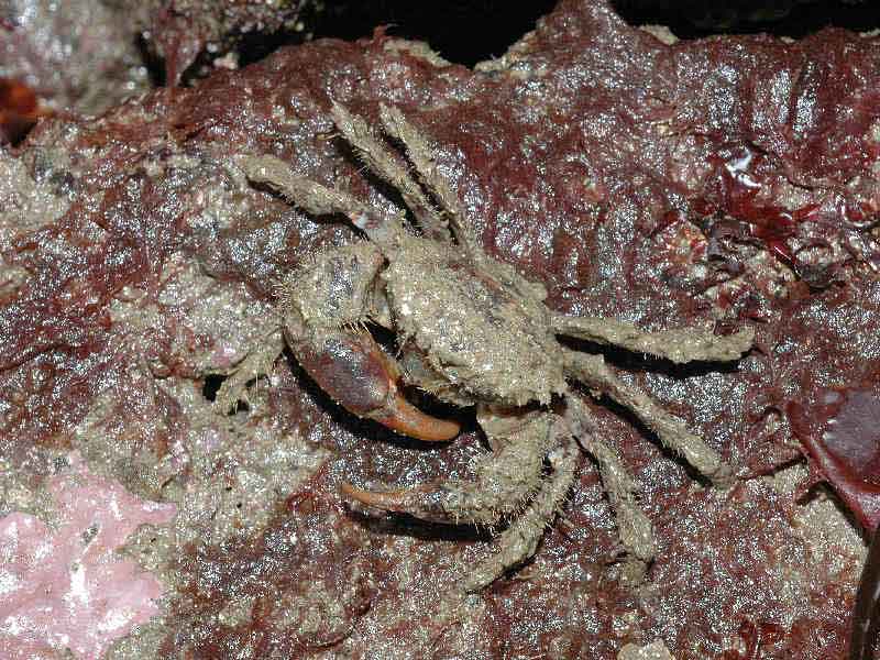 A male bristly crab Pilumnus hirtellus.