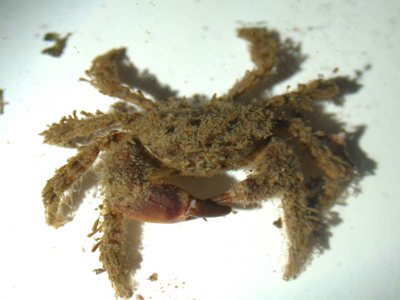 Modal: The bristly crab <i>Pilumnus hirtellus</i>.