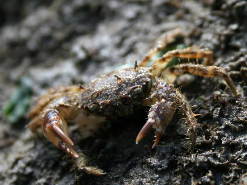 Pilumnus hirtellus from under a boulder.