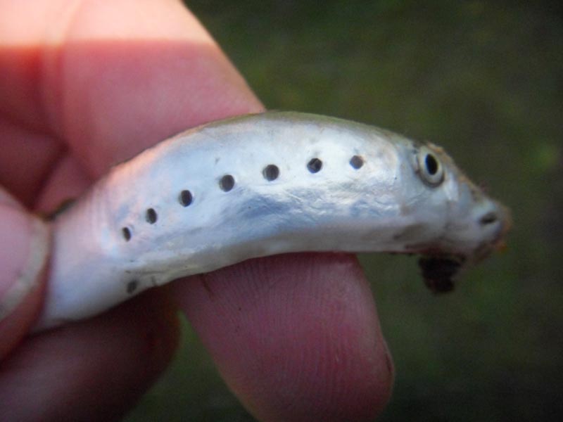 [pkinsella20100513]: A close up of a river lamprey.