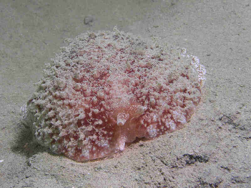Image: Pleurobranchus membranaceus at Lyme Bay.