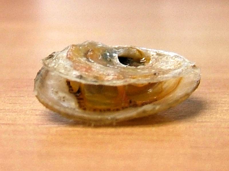 Modal: The saddle oyster <i>Anomia ephippium</i>, showing the mantle edge of the left valve.
