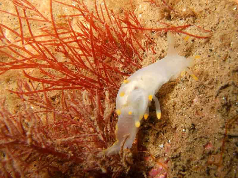 Modal: The nudibranch <i>Ancula gibbosa</i>, with dorsal gills.
