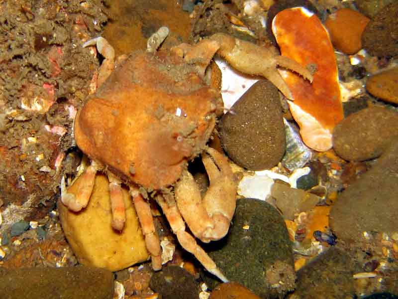 Modal: The nut crab <i>Ebalia tumefacta</i>.