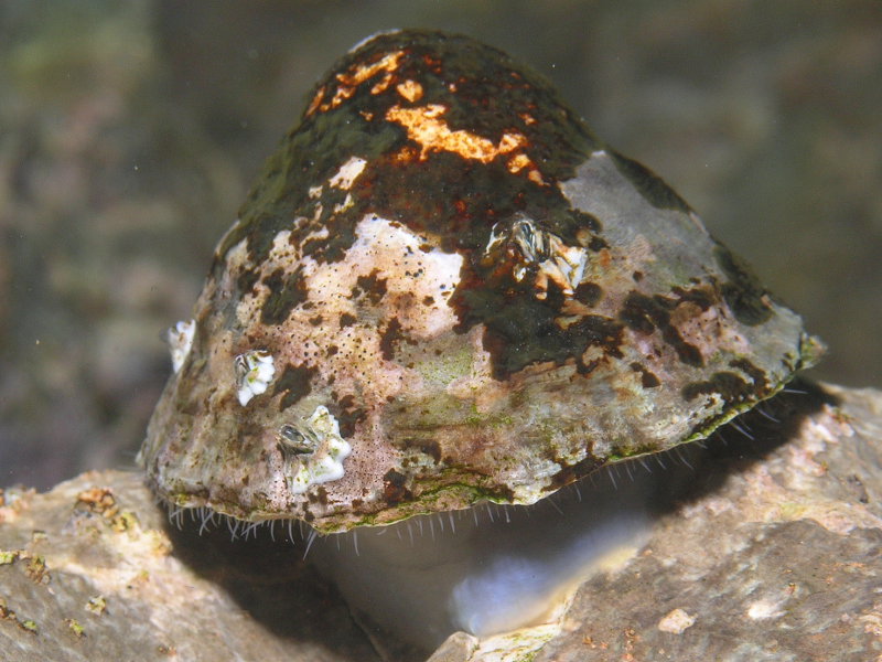 Image: Patella vulgata on the move; showing the muscular foot and fringing pallial tentacles