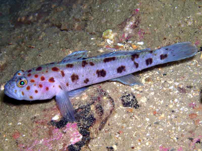 Closeup of the Leopard Spotted Goby, Thorogobius ephippiatus.