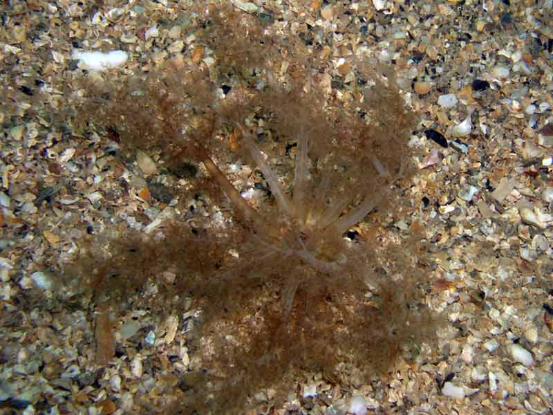 [pnewland20090422]: Feeding tentacles of <i>Neopentadactyla mixta</i>