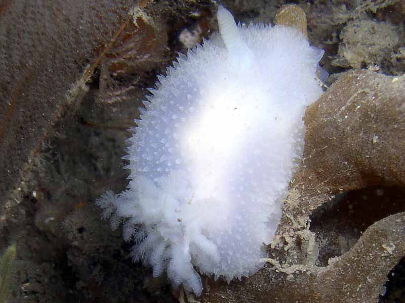 [pnewland20090424]: The sea slug <i>Acanthodoris pilosa</i>.