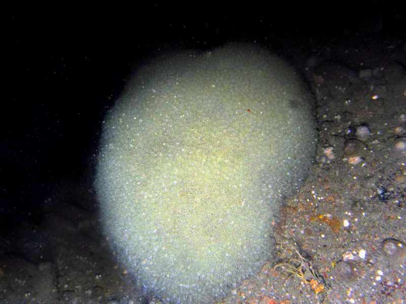 Modal: A colony of <i>Diazona violacea</i> on the sea floor.