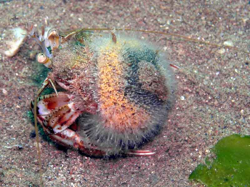 Modal: Hermit crab with <i>Hydractinia echinata</i> growth on its shell.