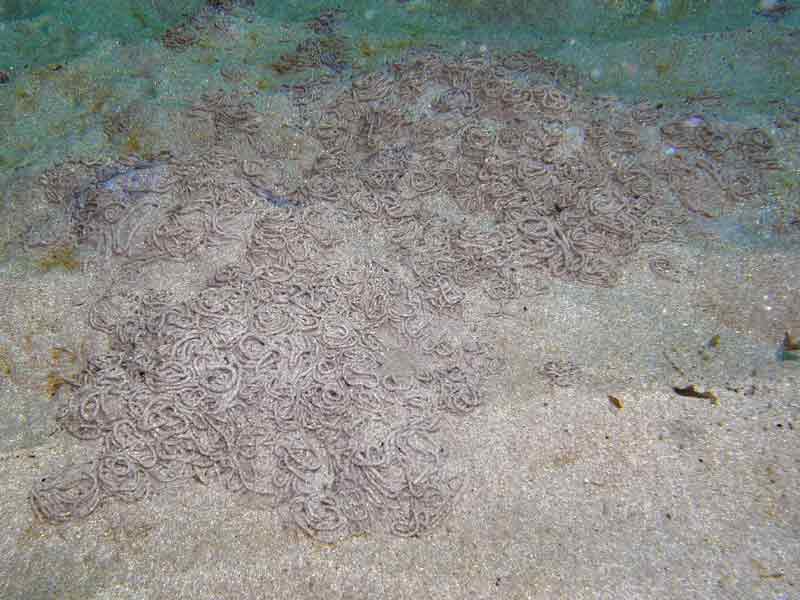 [pnewland20090602_2]: Aggregation of <i>Arenicola marina</i> casts at 5m depth.