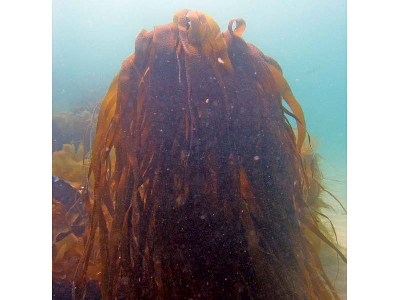 Modal: Underwater view of <i>Laminaria digitata</i>.