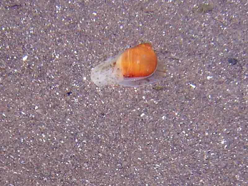 [pnewland20090622]: A live necklace shell on the beach, with foot spread across substratum.