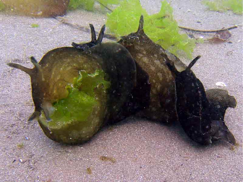 A mating chain of Aplysia punctata in 14°C water.