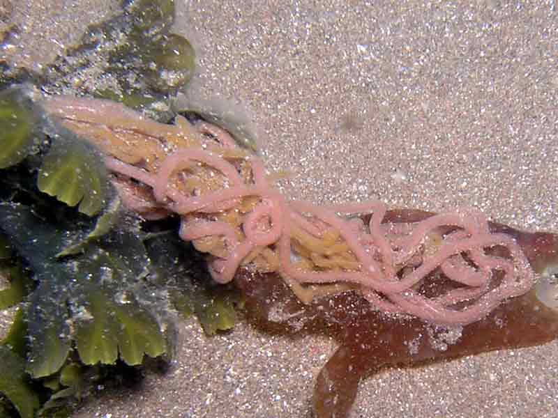 Egg mass from Aplysia punctata in 14°C water.