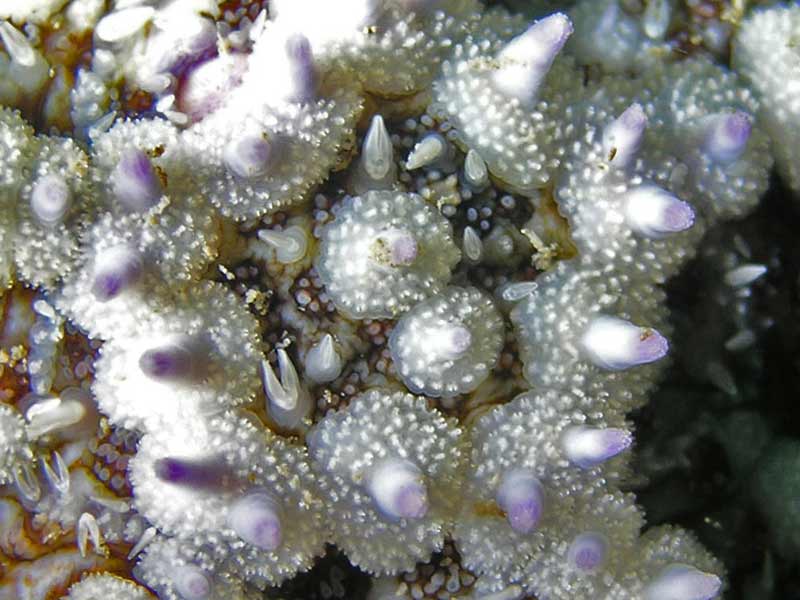 Close up of central disc of Marthasterias glacialis showing mobile and wreath pedicellariae