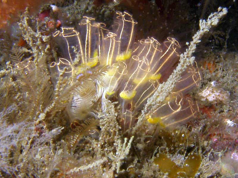 Image: Prostheceraeus vittatus predating on light-bulb sea squirts (Clavelina lepadiformis)