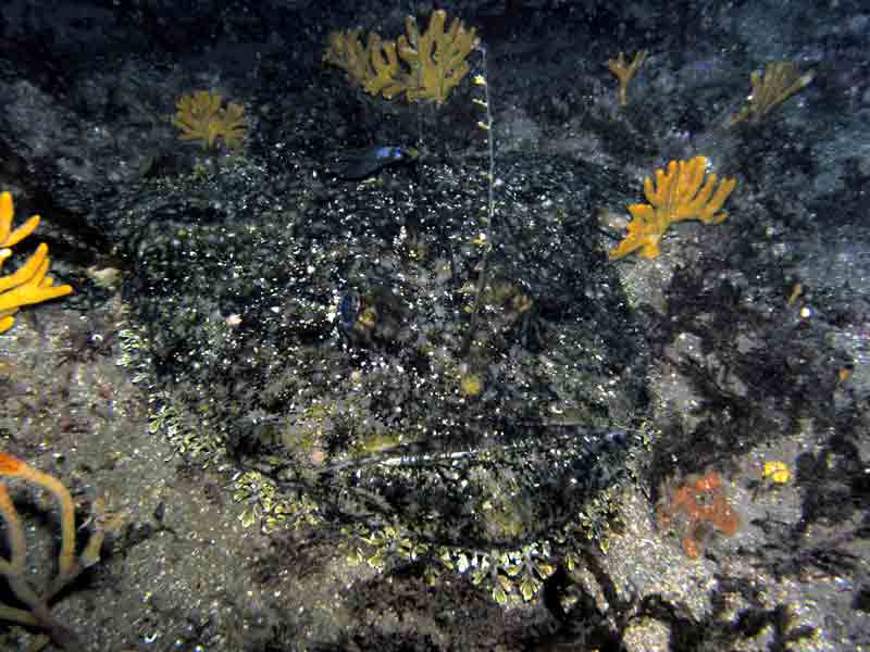 [pnewland20091004_1]: A large anglerfish camoflaged with substratum.