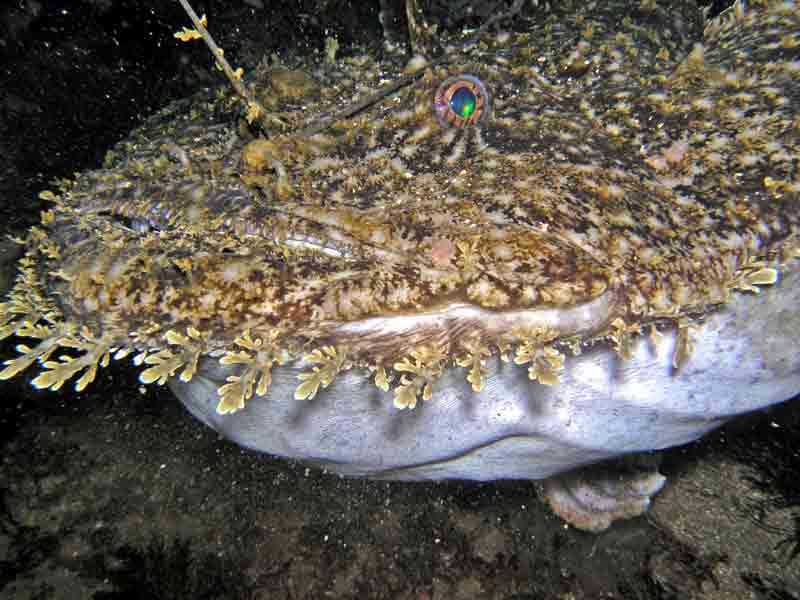 Image: Head of a large anglerfish showing dorsal and ventral surfaces.