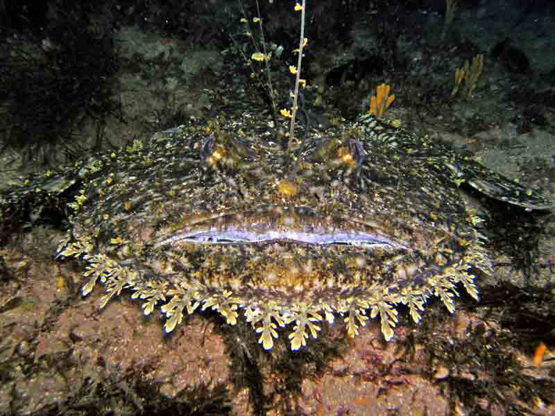 Anterior end of a moving anglerfish.